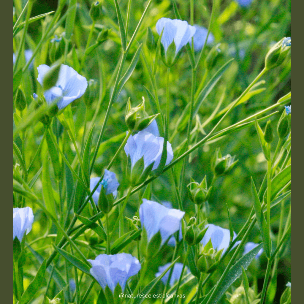 flax plant for natural linen fabric