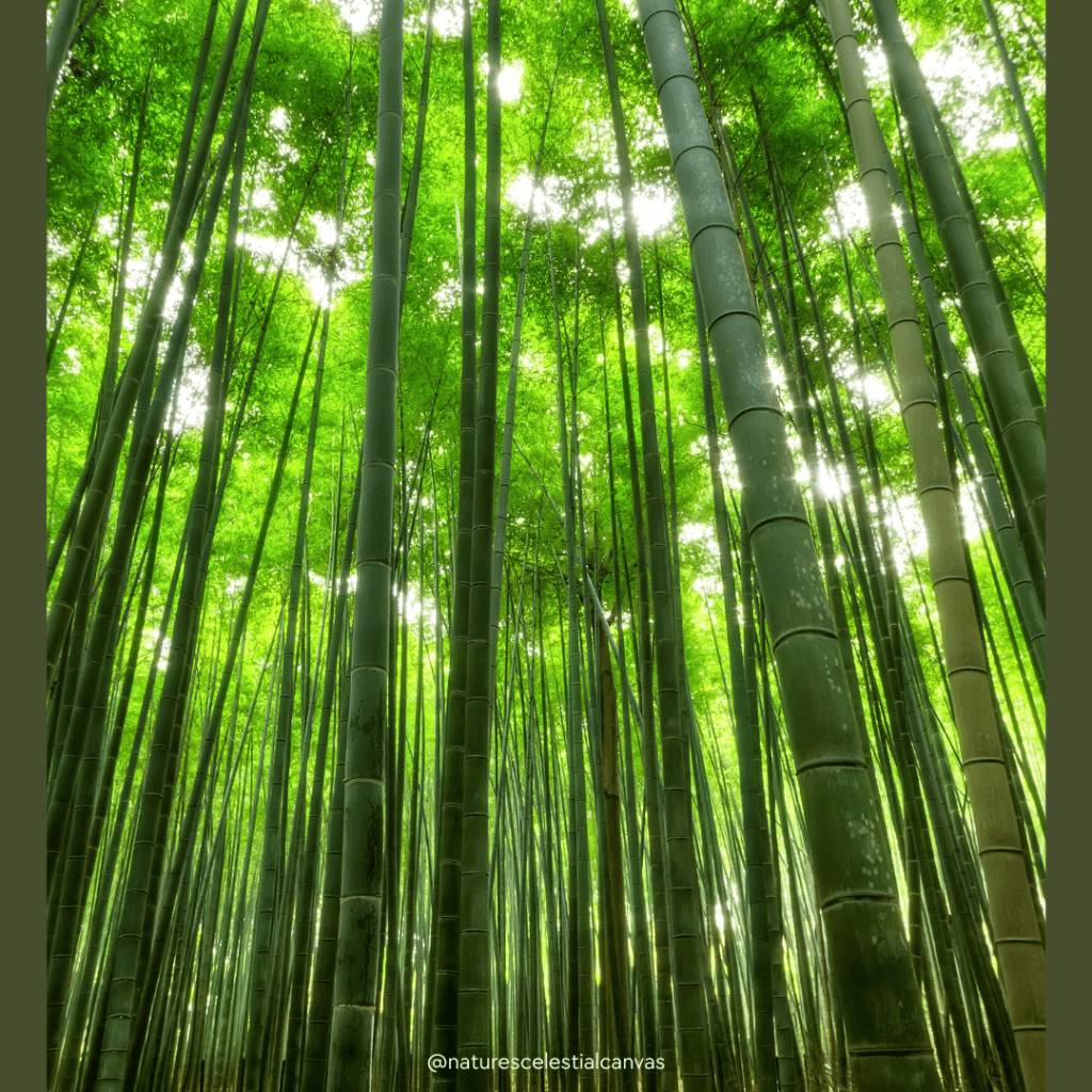 bamboo kun natural sheets