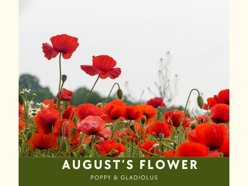 August Birth Flower Month