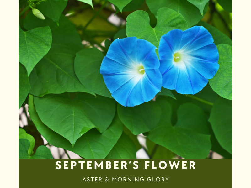 September birth flowers