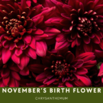 November birth flower