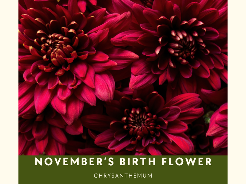 November birth flower