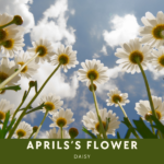 April's Birth Flower Daisy