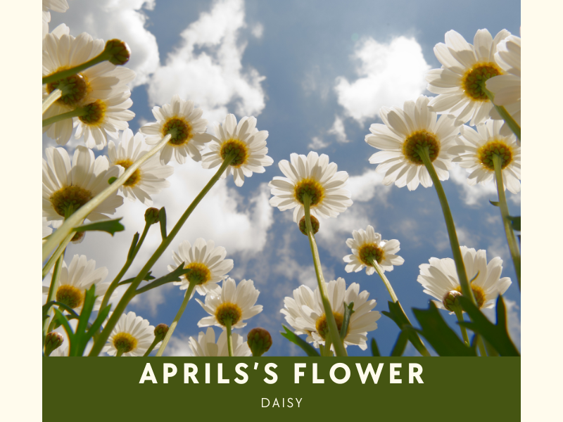April's Birth Flower Daisy