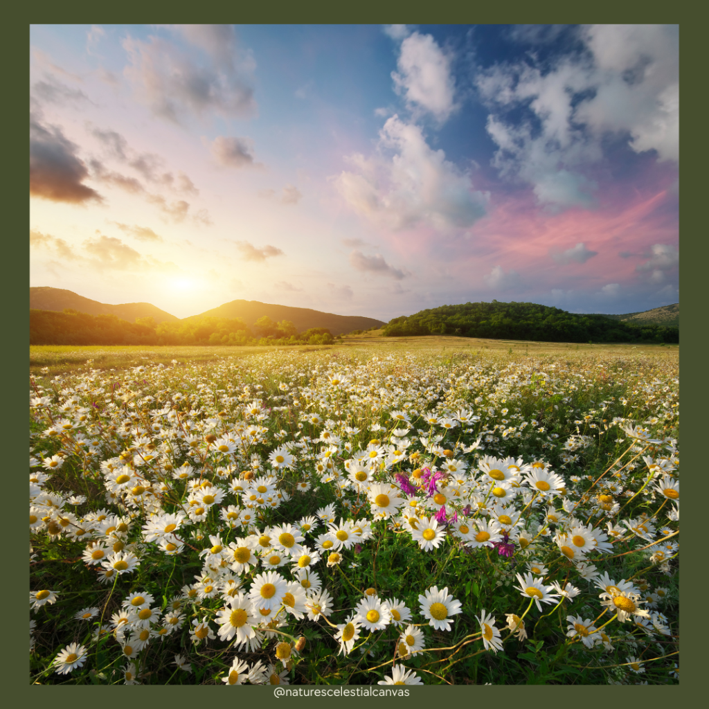 april's birth flower
